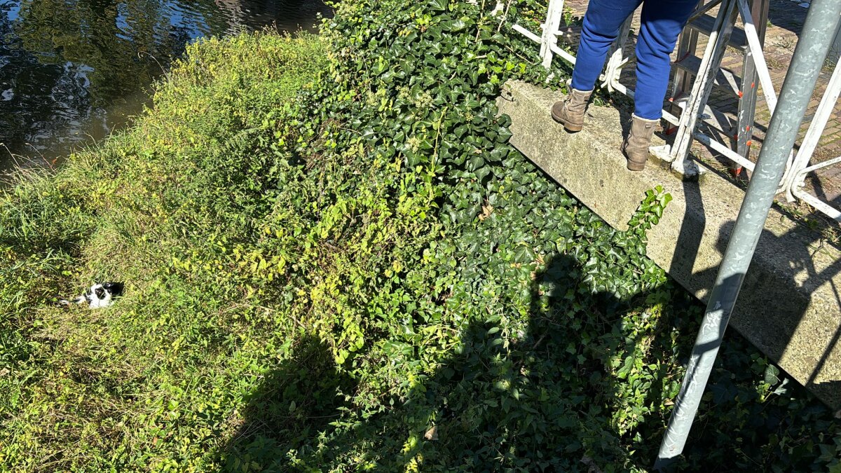 De kater op het stukje groen tussen Minstroom en Catharijnesingel.