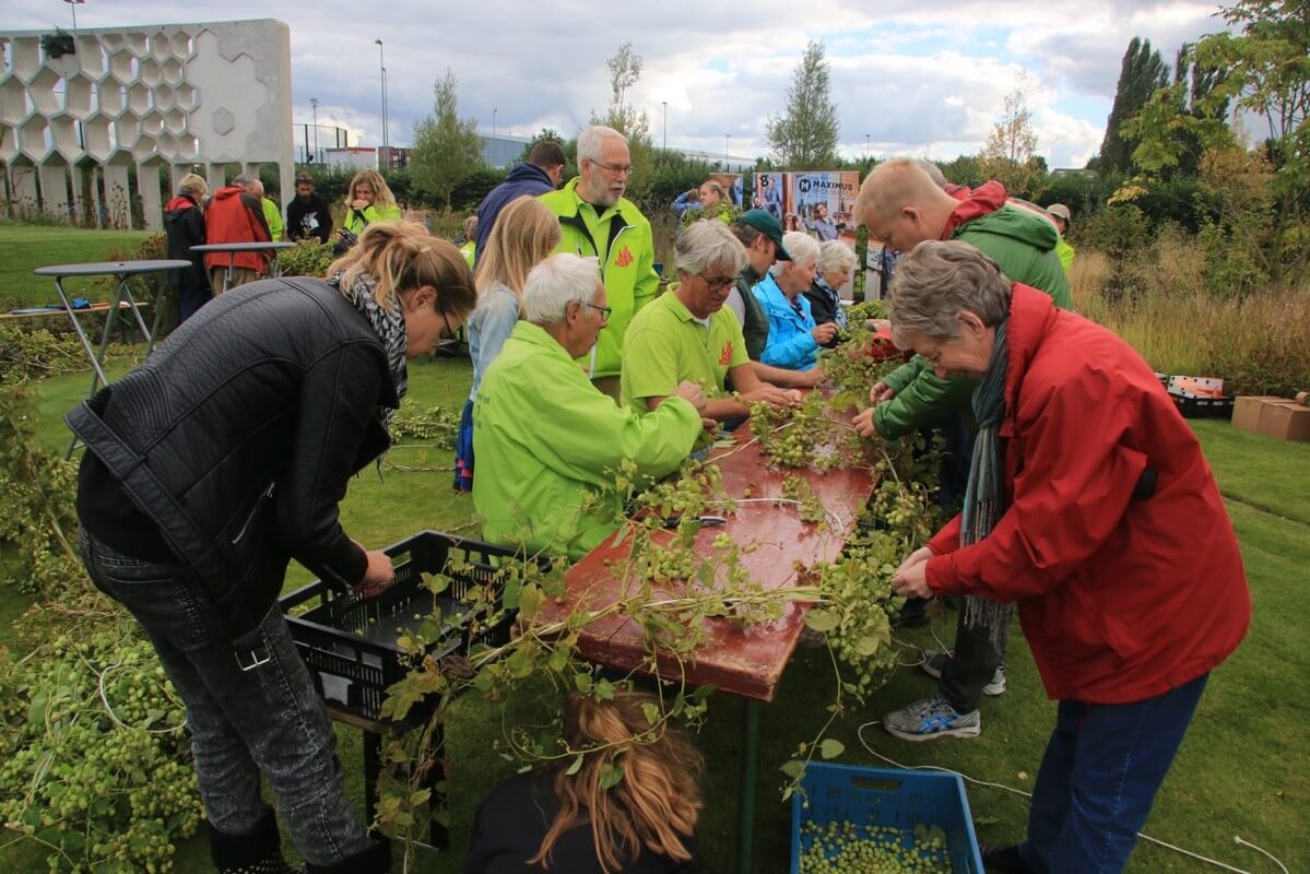 Vrijwilligers helpen de hop te plukken. Foto: J. de Boer